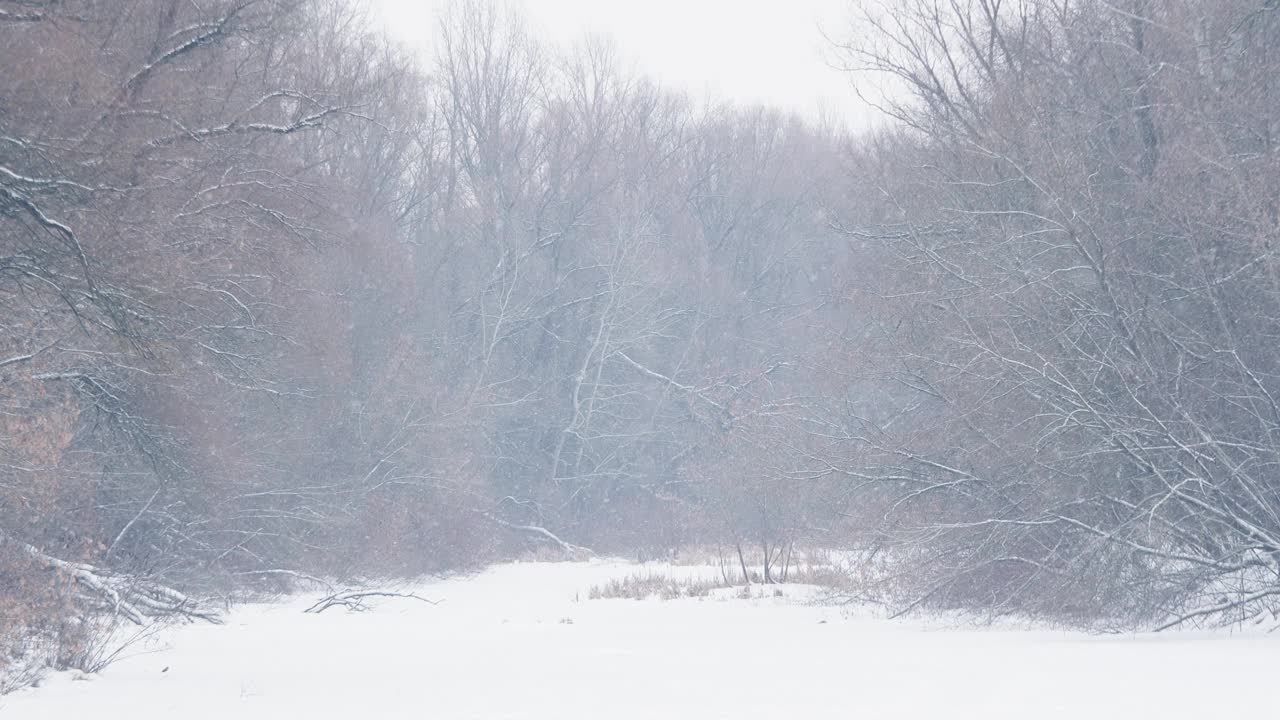 许多老树的树枝和洁白的雪花迅速地飘落在地上视频素材