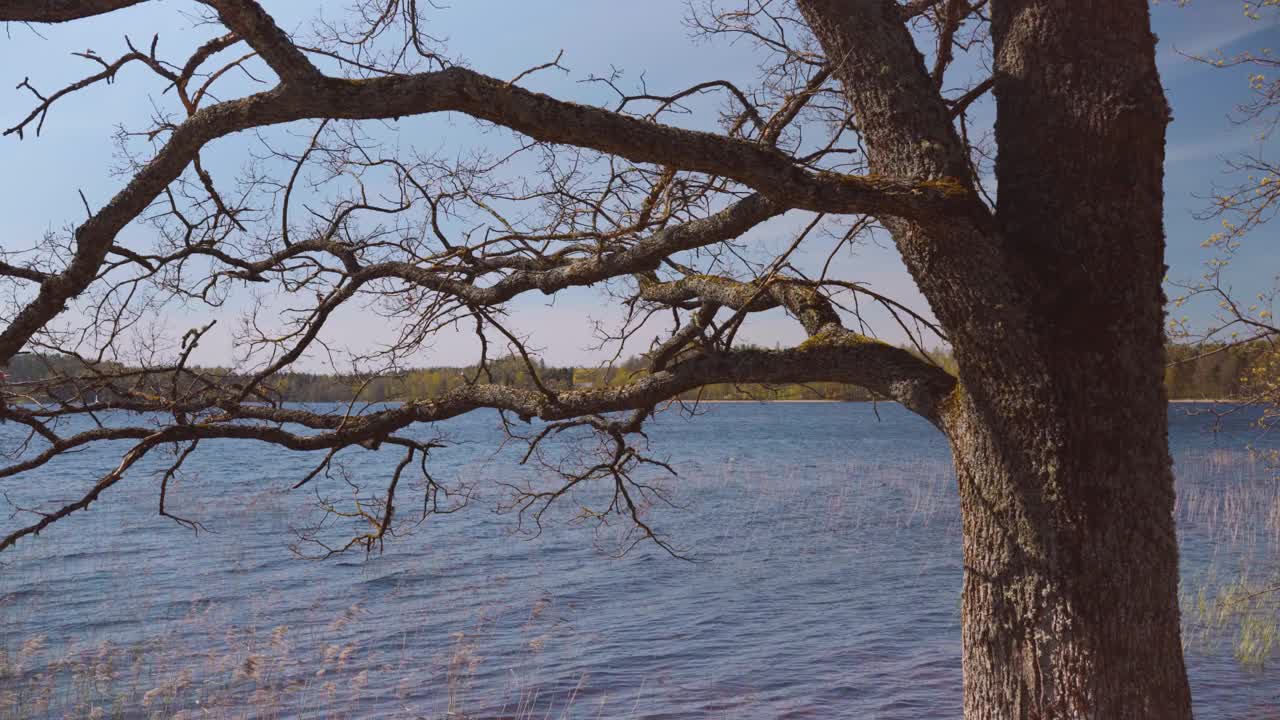 一棵老树的枝干，映衬着春天的湖水视频素材