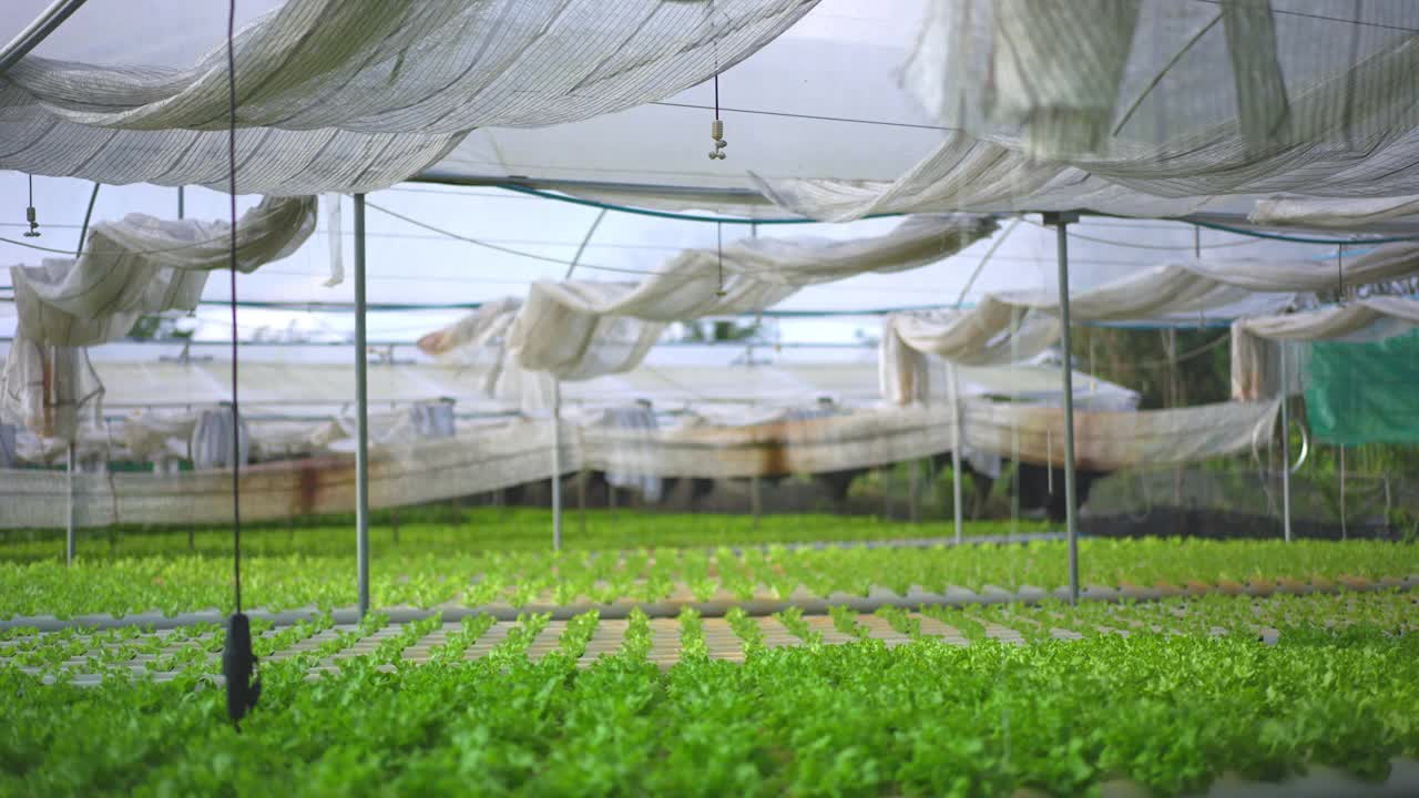 一排排新鲜多汁的植物生长在现代生态水培农场，花园床。健康的理念，生态友好的均衡饮食，富含维生素。农业科技，走绿色创新视频素材