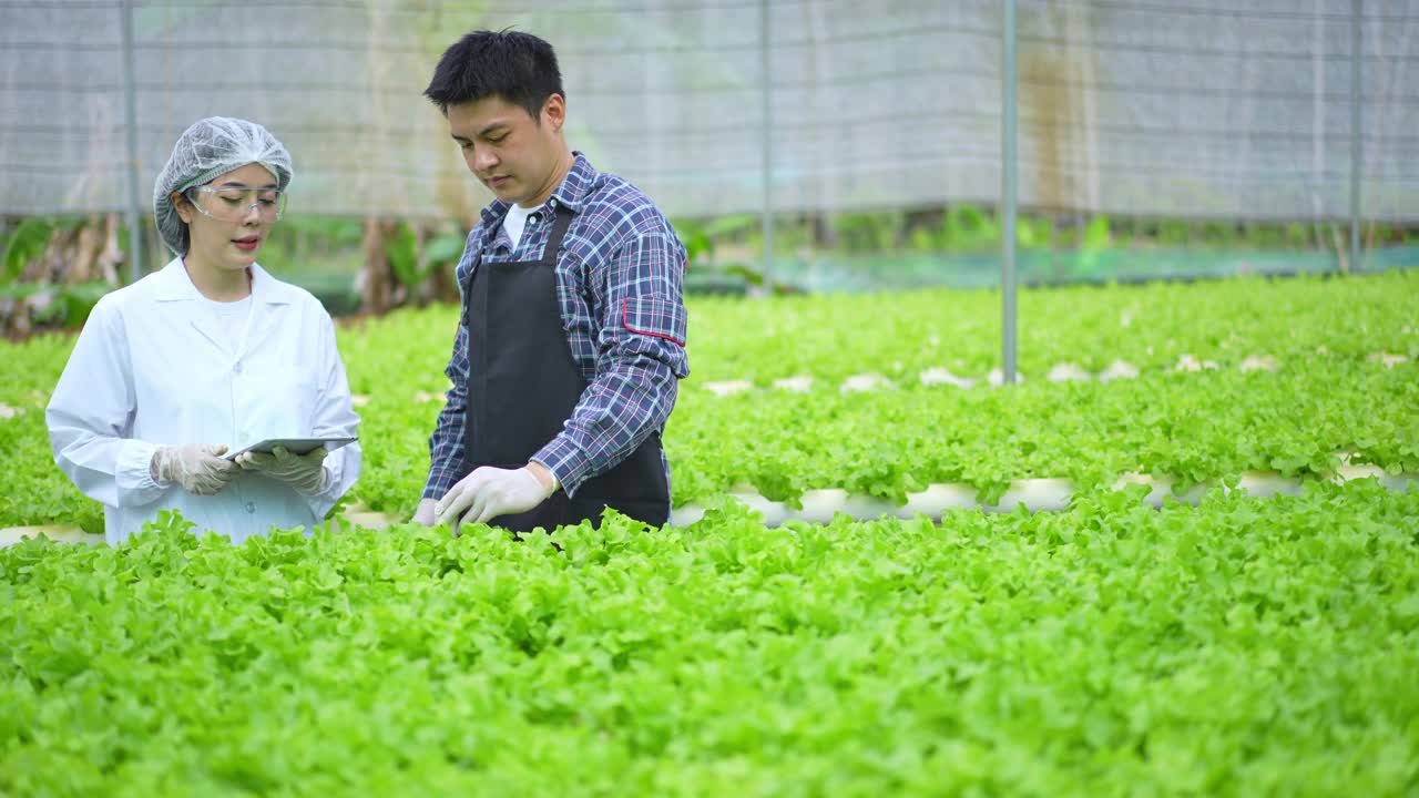 亚洲女性科学家和亚洲男性农民一起工作，在温室实验中检查一种有机蔬菜的水培实验结果。视频素材