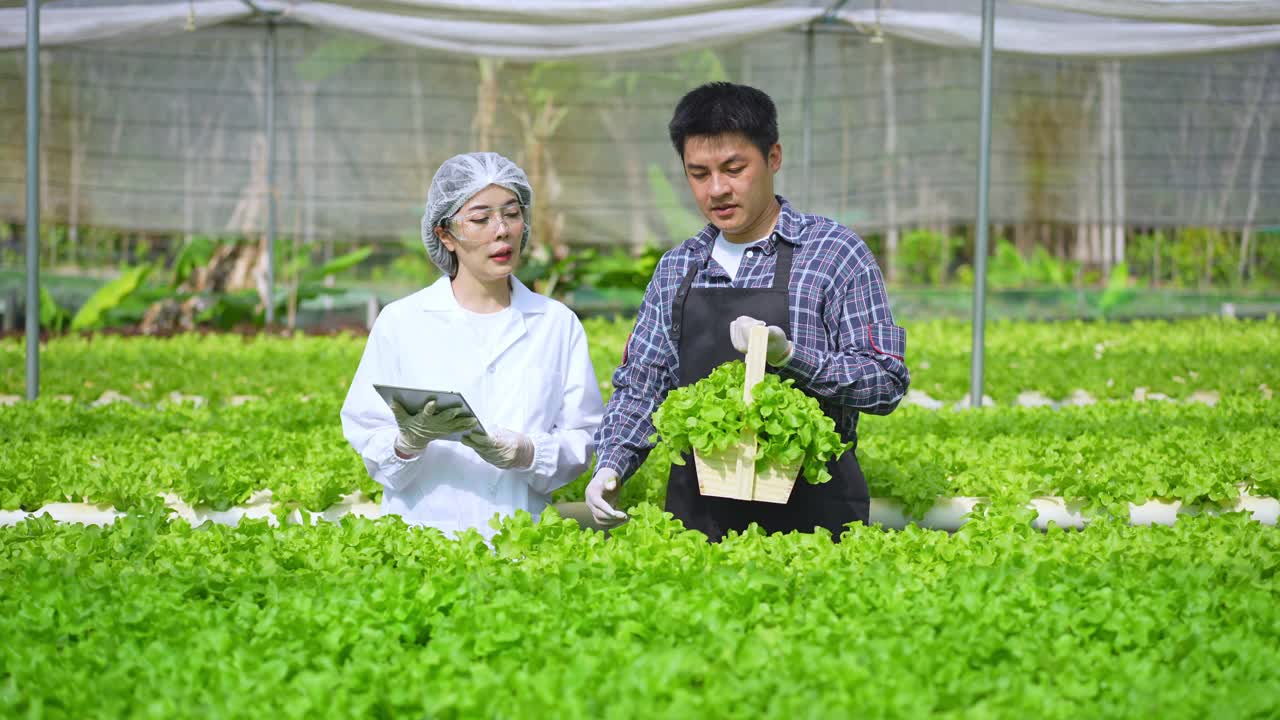 亚洲女性科学家和亚洲男性农民一起工作，在温室实验中检查一种有机蔬菜的水培实验结果。视频素材