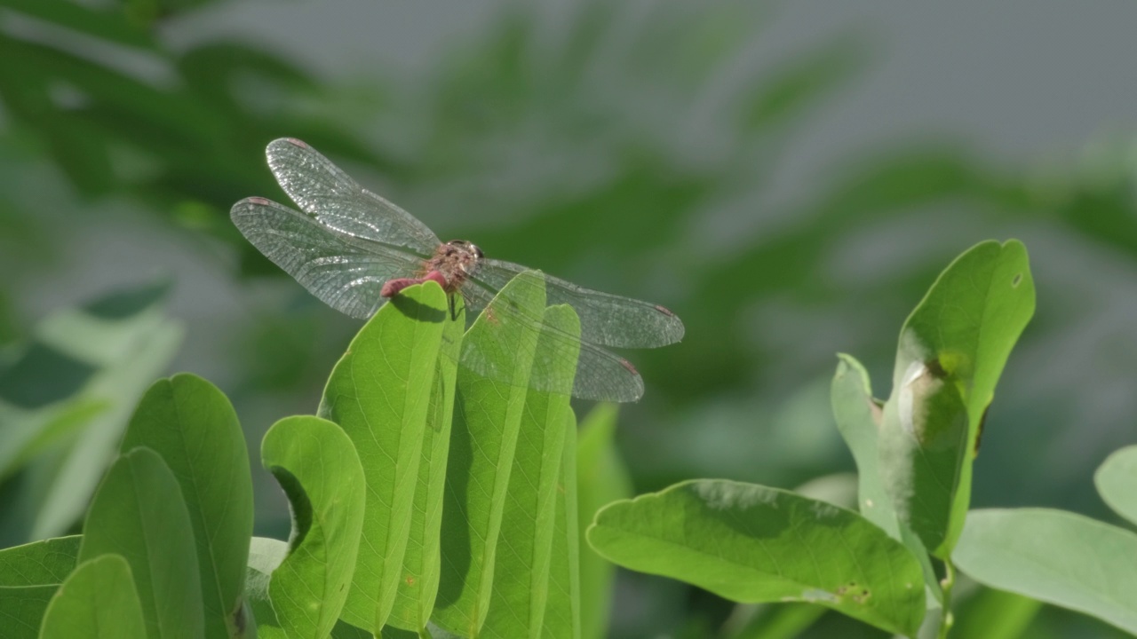 蜻蜓在绿色的河流边的树枝上，特写镜头。蜻蜓虫孤立于绿树散景背景。蜻蜓在夏日的阳光下休息。野生自然视频素材