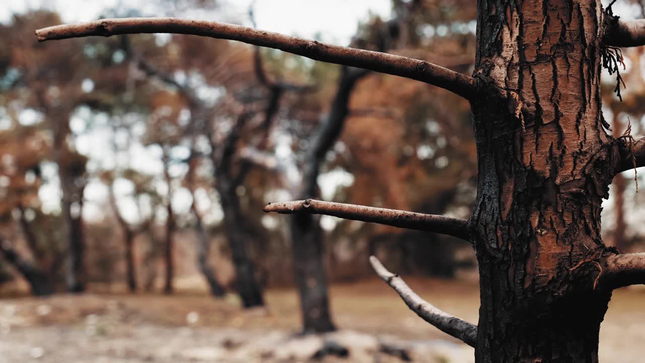 森林松树与烧焦的树皮被野火毁坏机架焦点视频素材