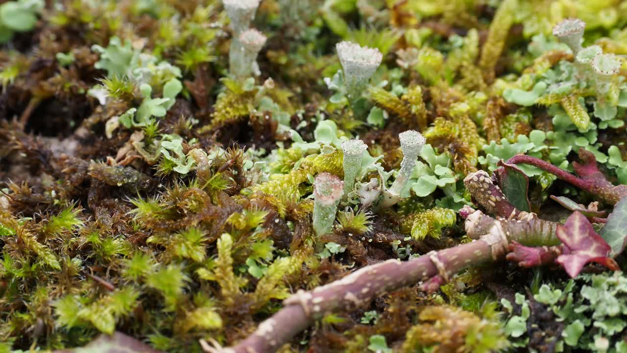 有子实体的地衣在墙上在安布尔赛德，湖区，英国。视频素材