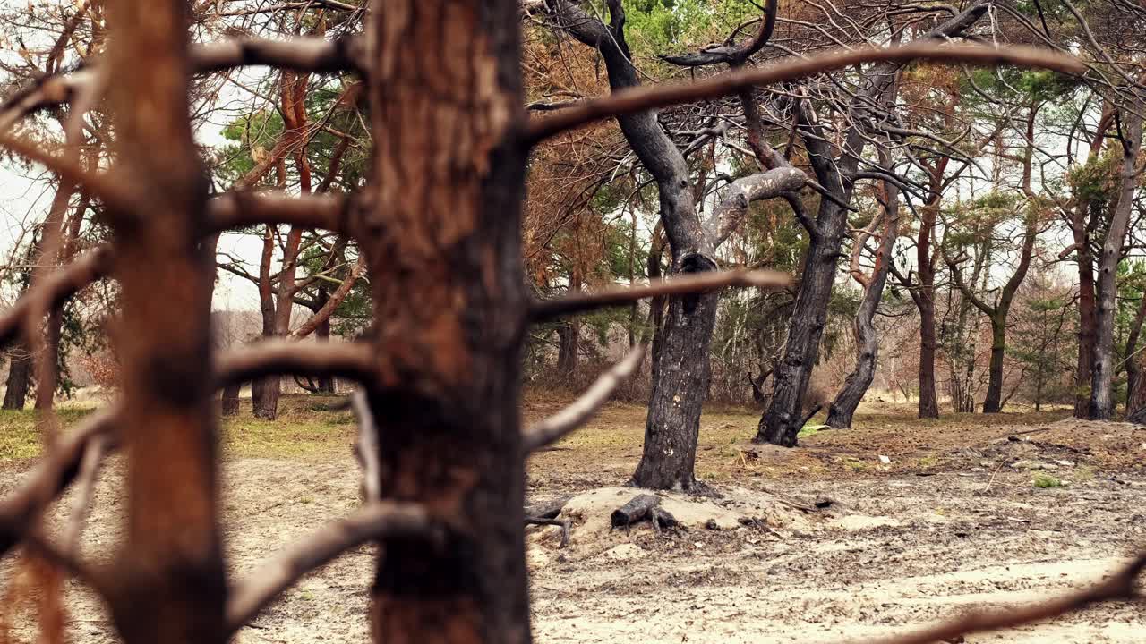 森林松树与烧焦的树皮被野火毁坏机架焦点视频素材