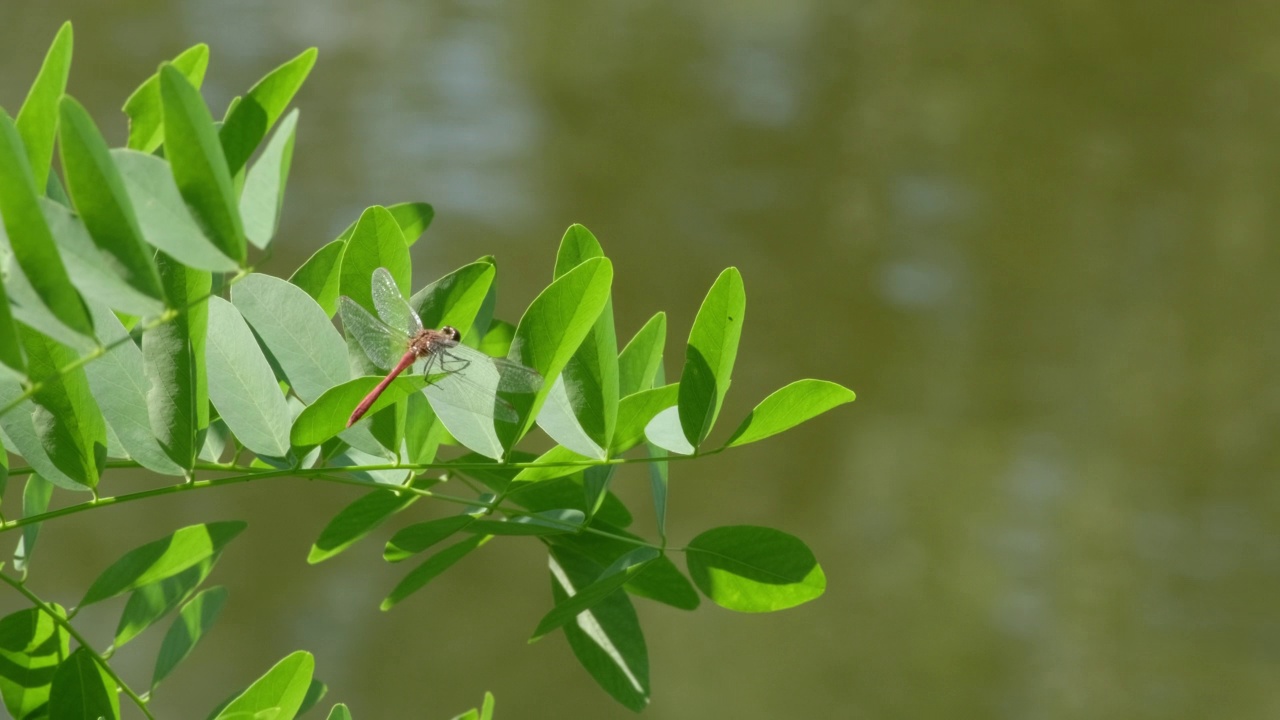 蜻蜓在绿色的河流边的树枝上，特写镜头。蜻蜓虫孤立于绿树散景背景。蜻蜓在夏日的阳光下休息。野生自然视频素材