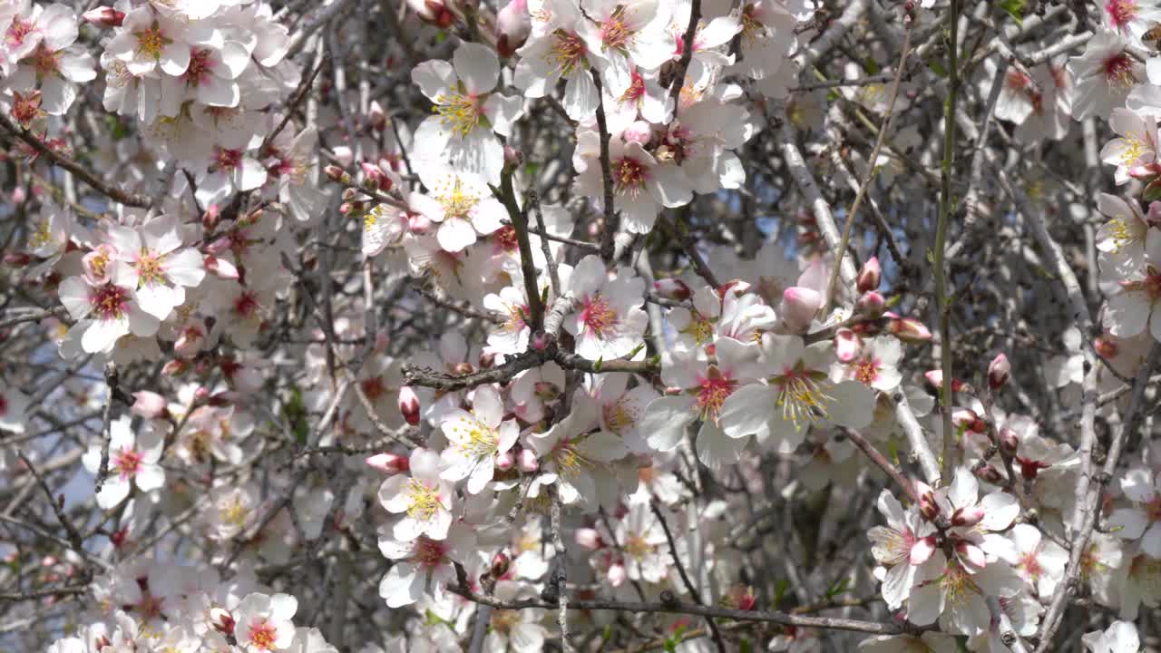 杏树园，白花上有蜜蜂视频素材