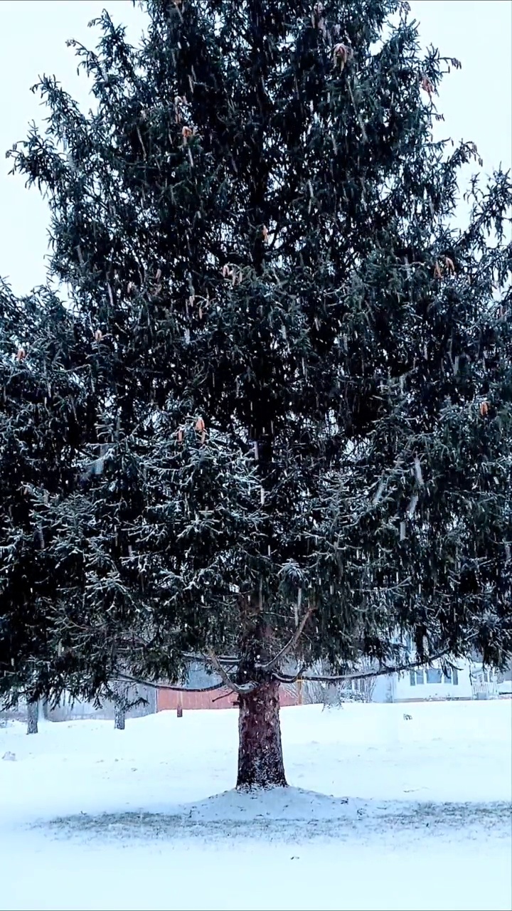 下雪视频素材