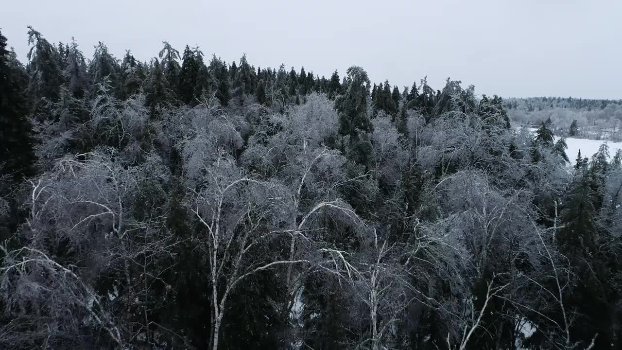 冰雪覆盖的森林视频素材