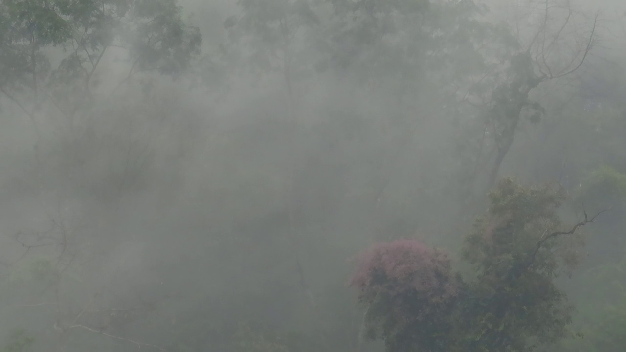 有雾的热带雨林视频素材