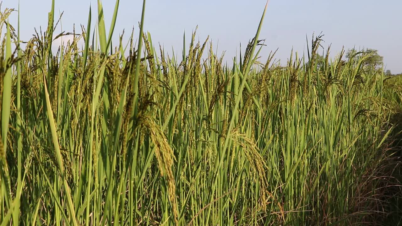 刮风的日子里，稻子又摇又摆视频素材