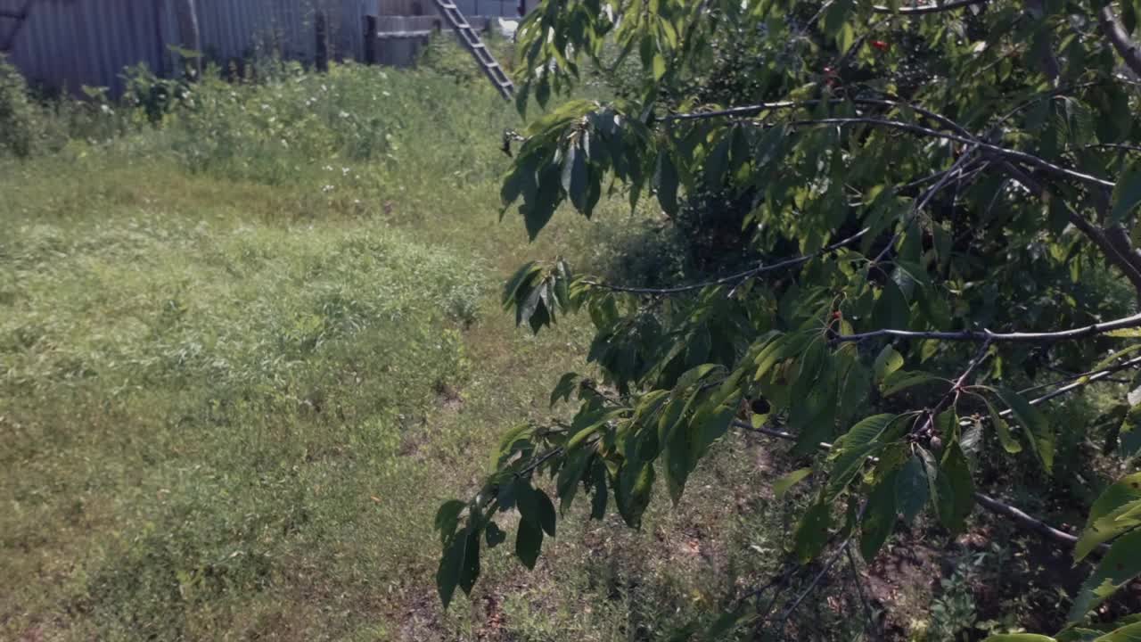 在植物病虫害蔓延时照料花园。视频素材