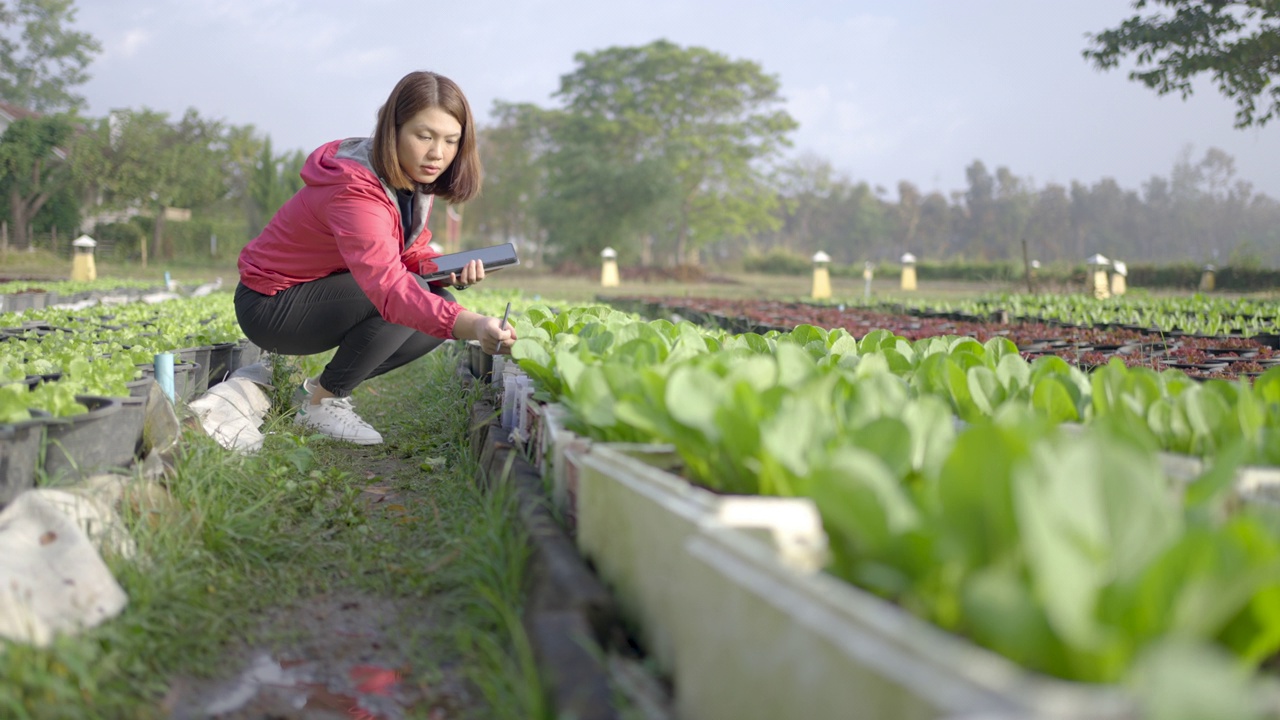 女性农民研究人员和检查有机蔬菜种植与数字平板电脑视频素材