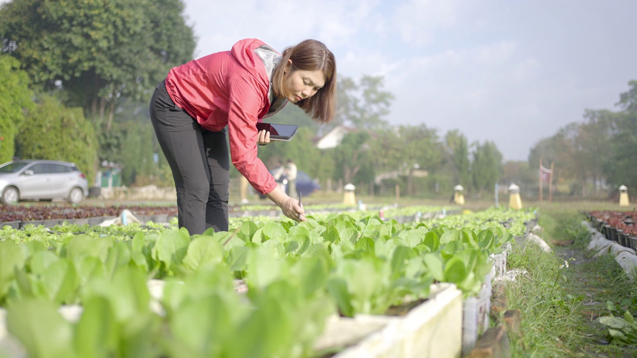 女性农民研究人员和检查有机蔬菜种植与数字平板电脑视频素材