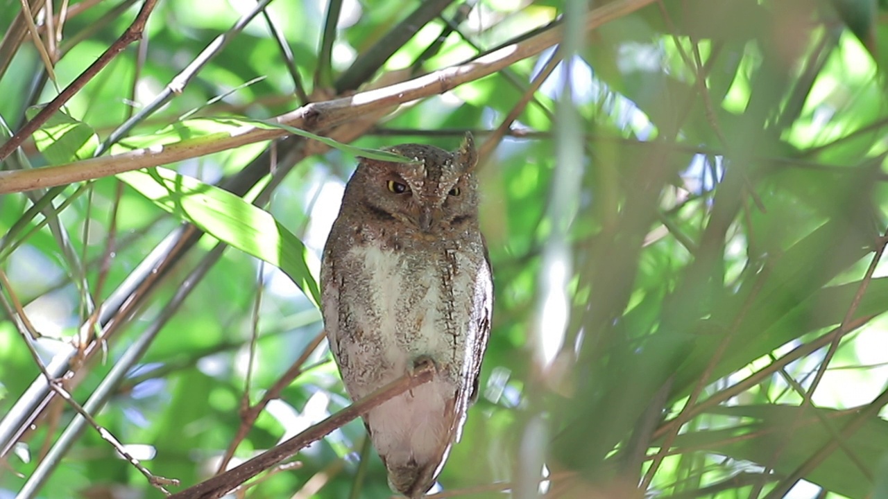 有领小猫头鹰(Glaucidium brodiei)栖息在森林的树枝上视频素材