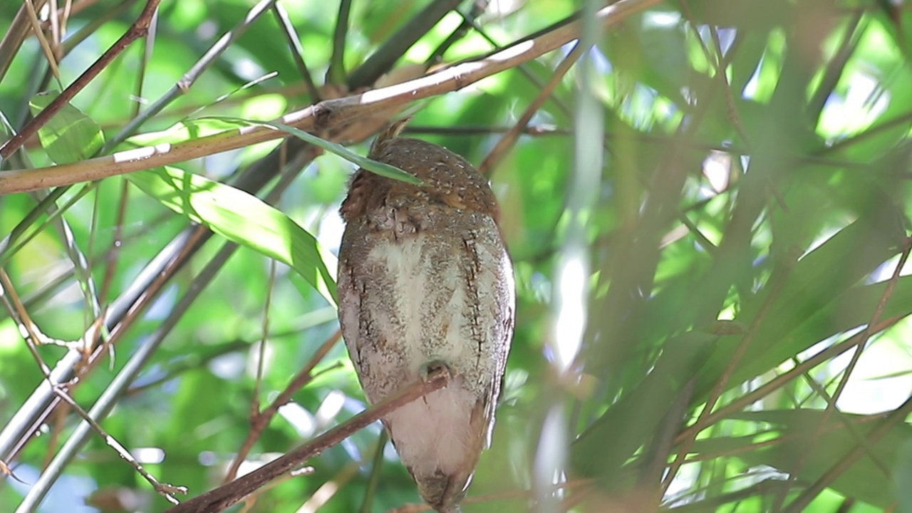 有领小猫头鹰(Glaucidium brodiei)栖息在森林的树枝上视频素材