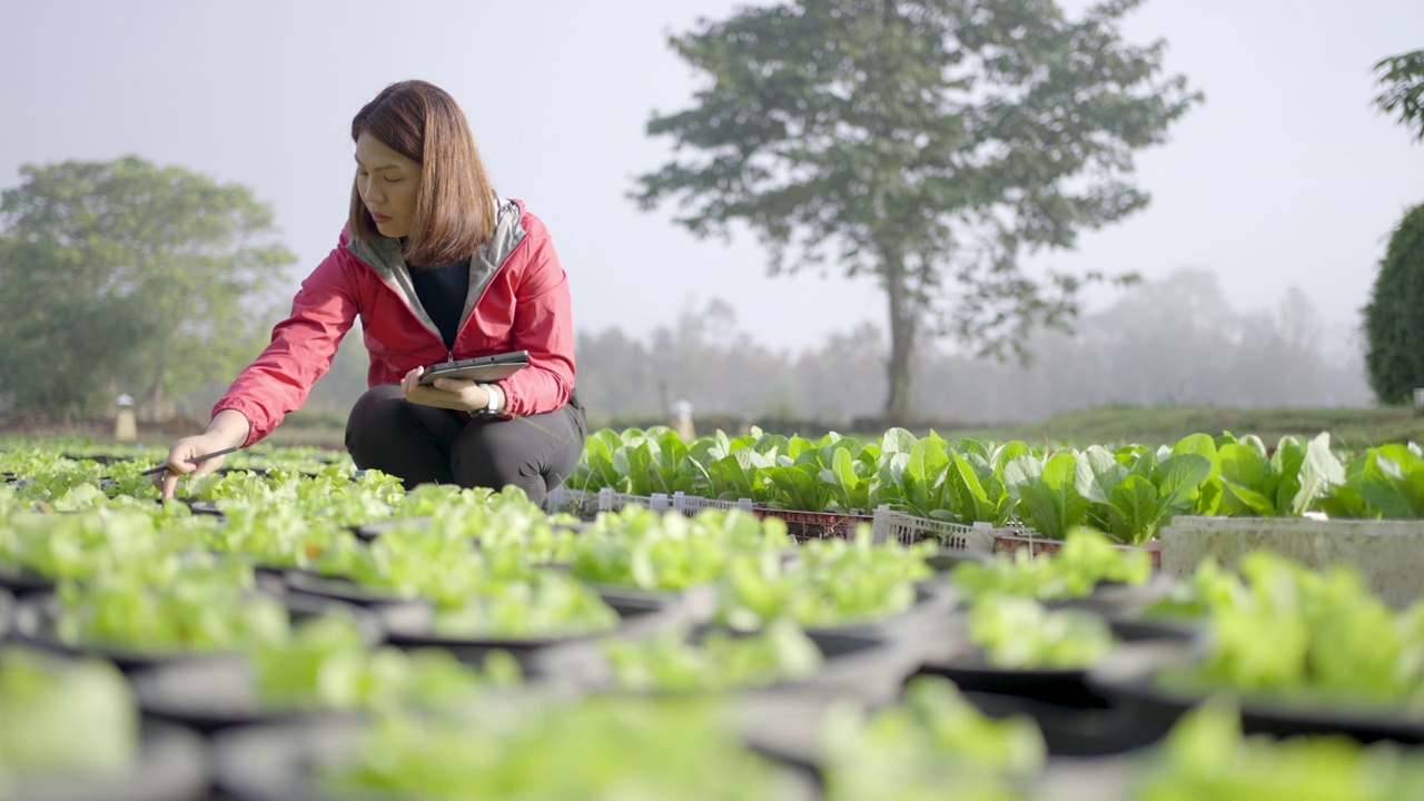 女性农民研究人员和检查有机蔬菜种植与数字平板电脑视频素材