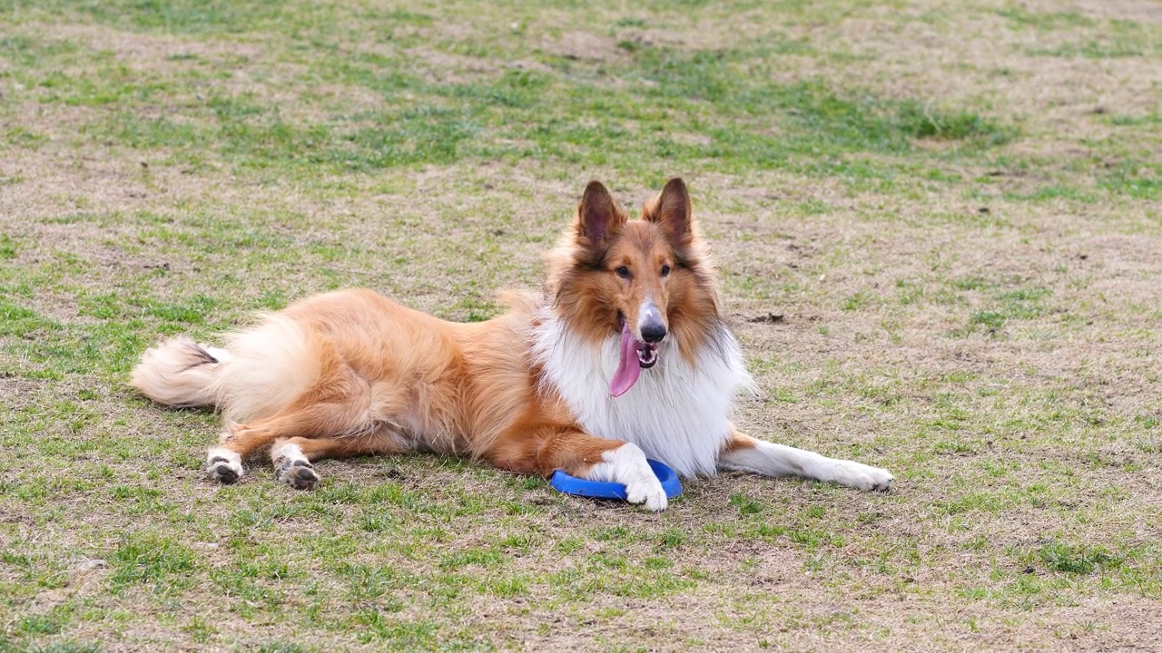 可爱的粗糙牧羊犬躺在草地上，沉重的呼吸后玩飞盘游戏，4k镜头慢动作。视频素材