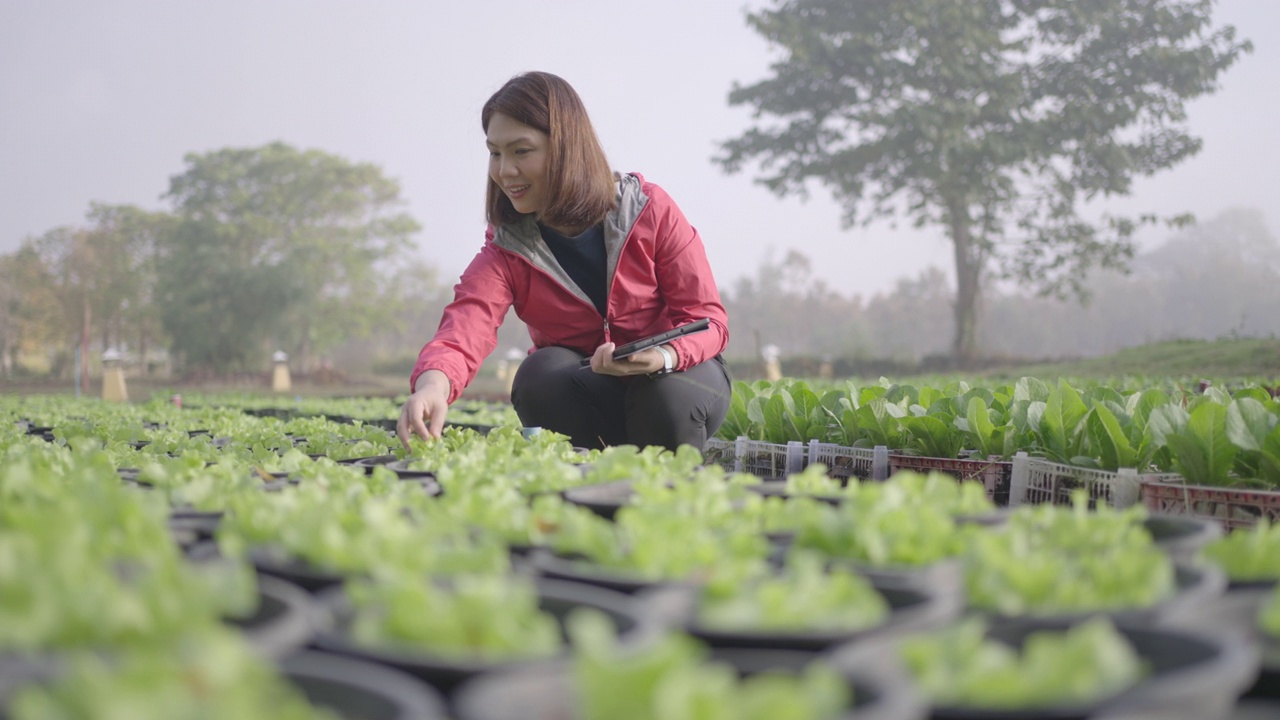 女性农民研究人员和检查有机蔬菜种植与数字平板电脑视频素材