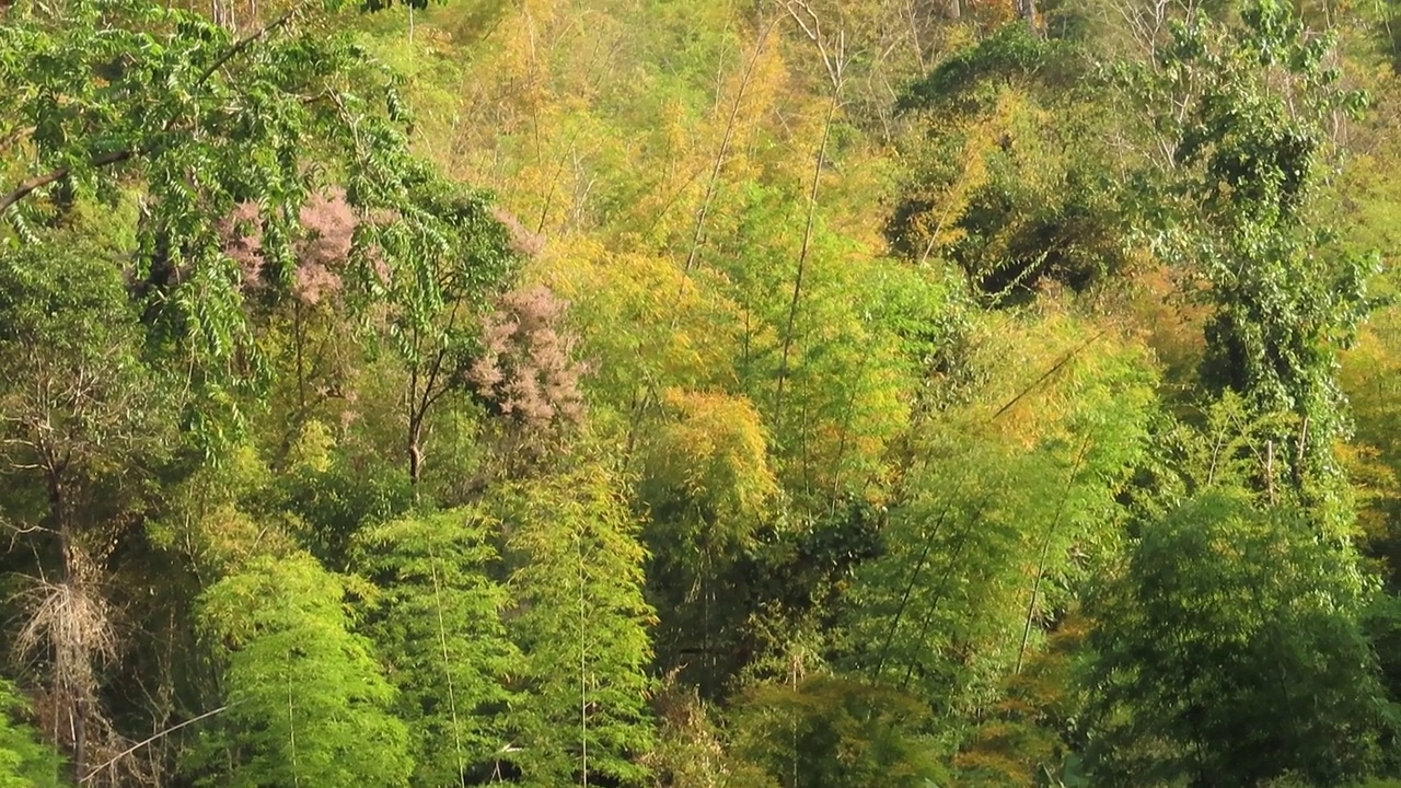 秋天的竹林视频素材