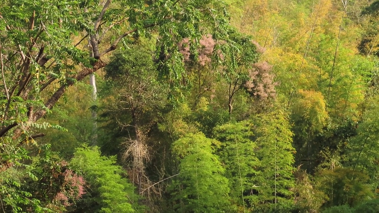 秋天的竹林视频素材