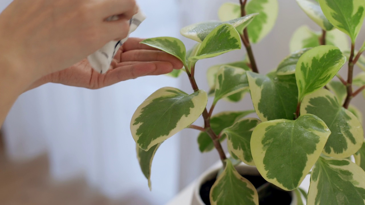 特写花匠用湿海绵清洁花叶。春天来照料和浇灌植物。室内植物保健概念。家务和家庭生活视频素材