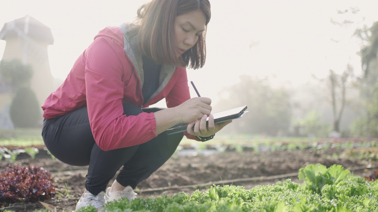 女性农民研究人员和检查有机蔬菜种植与数字平板电脑视频素材