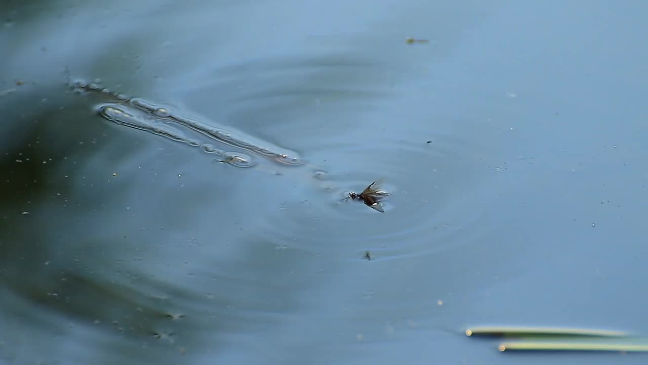 一只黄蜂溺死在湖水里视频素材