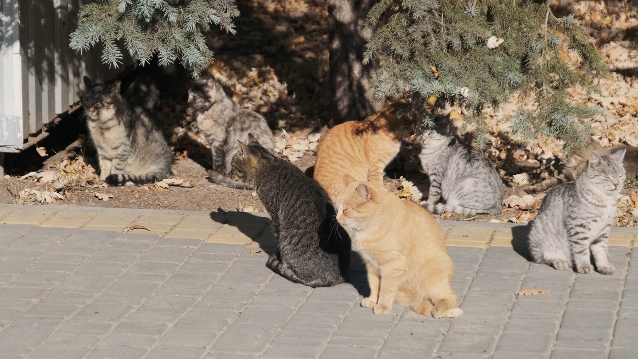 许多流浪猫一起坐在自然的公园里，慢镜头视频素材