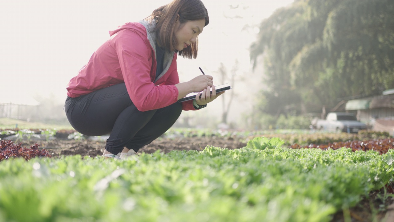 女性农民研究人员和检查有机蔬菜种植与数字平板电脑视频素材