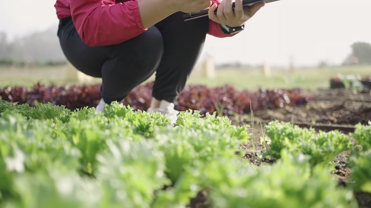 女性农民研究人员和检查有机蔬菜种植与数字平板电脑视频素材