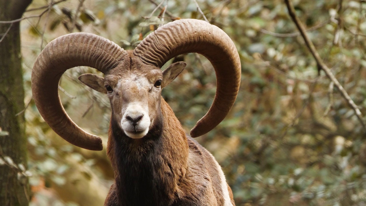 长着大角的野生公羊，原始自然中的动物，森林中的mouflon，野生羊视频素材