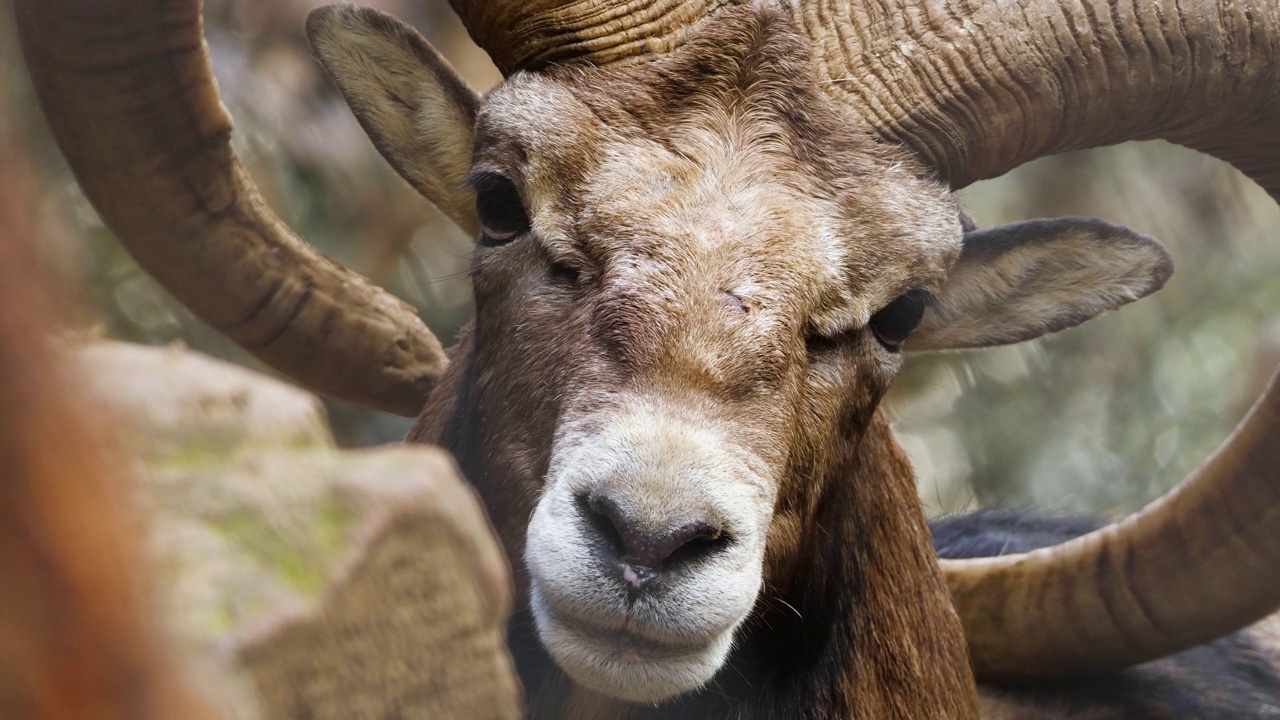 长着大角的野生公羊，原始自然中的动物，森林中的mouflon，野生羊视频素材