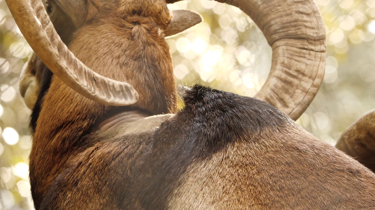 长着大角的野生公羊，原始自然中的动物，森林中的mouflon，野生羊视频素材