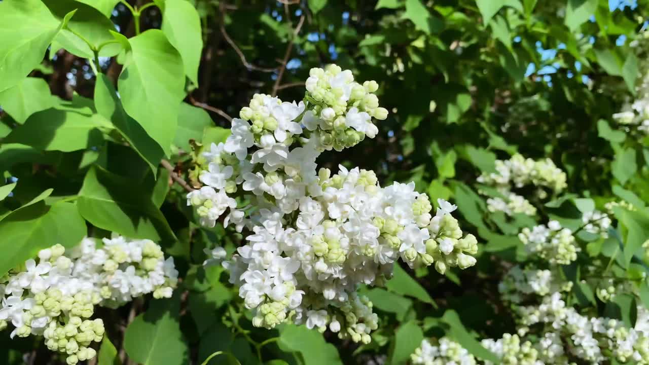 近距离花园植物白丁香视频素材