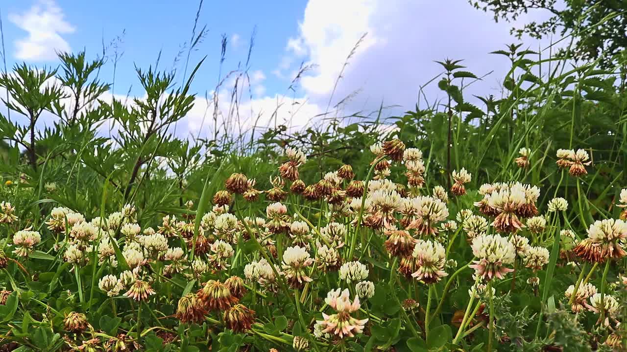 大量的三叶草花在绿色的草地上随风移动，背景是蓝色的天空。视频素材