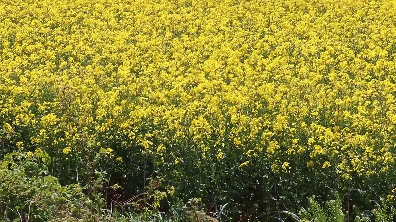 近距离观察在风中移动的油菜籽田视频素材