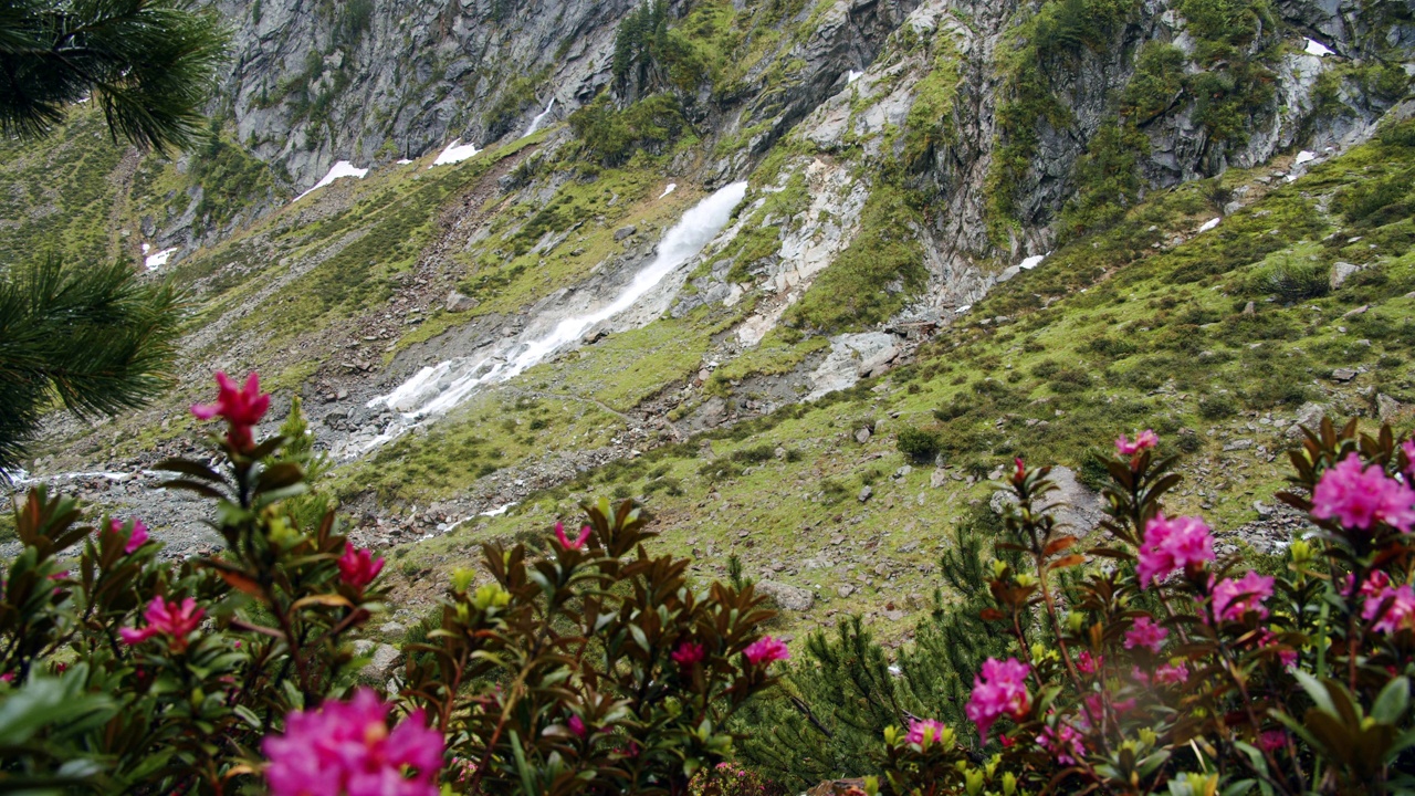 奥地利斯图拜山谷的苏兹瑙瀑布。Alpenrose在前台视频素材