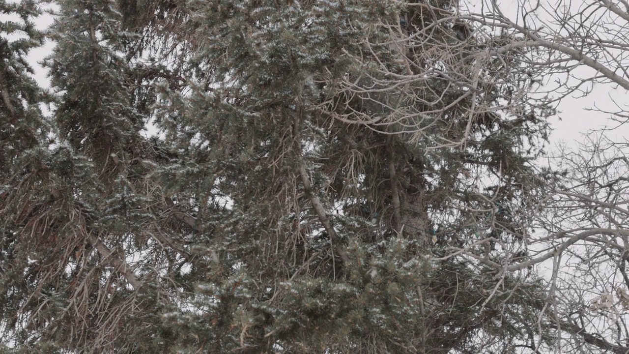 雪中的松树视频素材