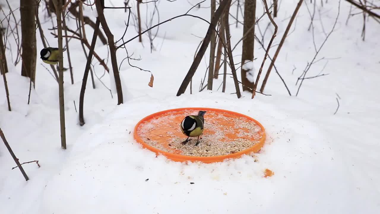 雪中的大山雀视频素材