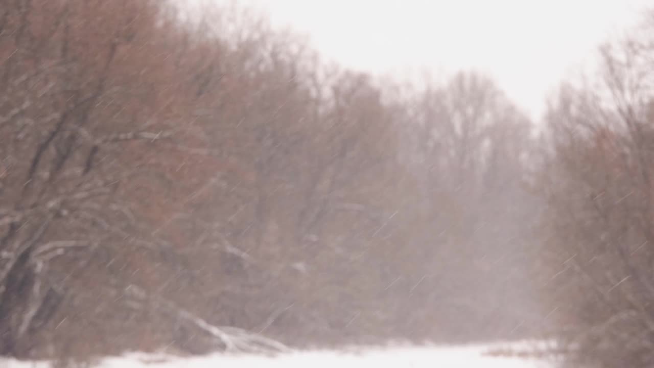 许多老树的树枝和洁白的雪花迅速地飘落在地上视频素材