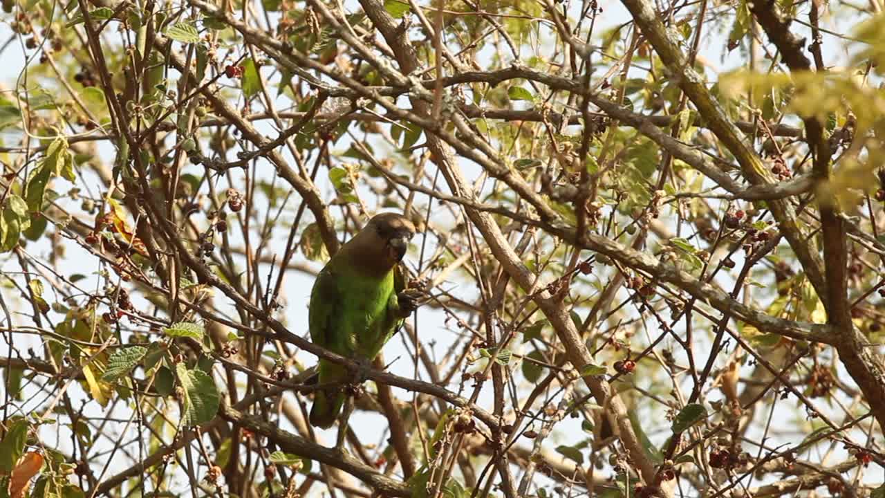 鹦鹉和mousebird视频素材