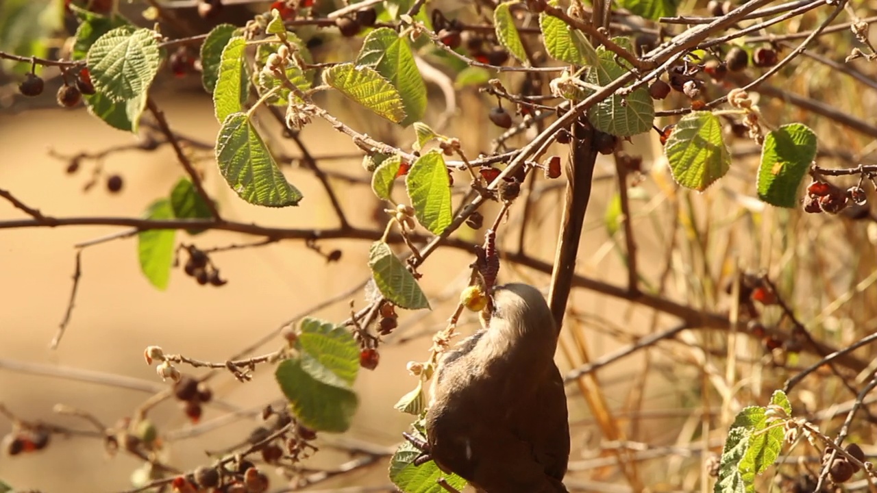 斑点mousebird视频素材