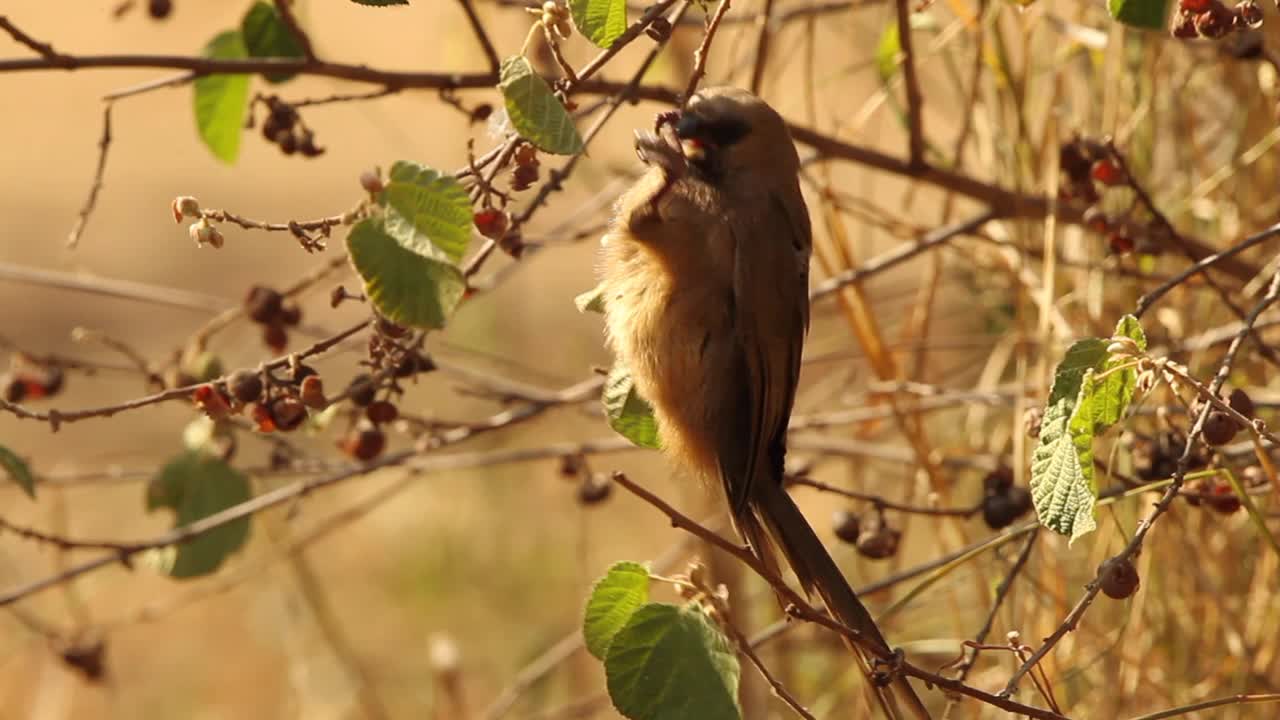 斑点mousebird视频素材