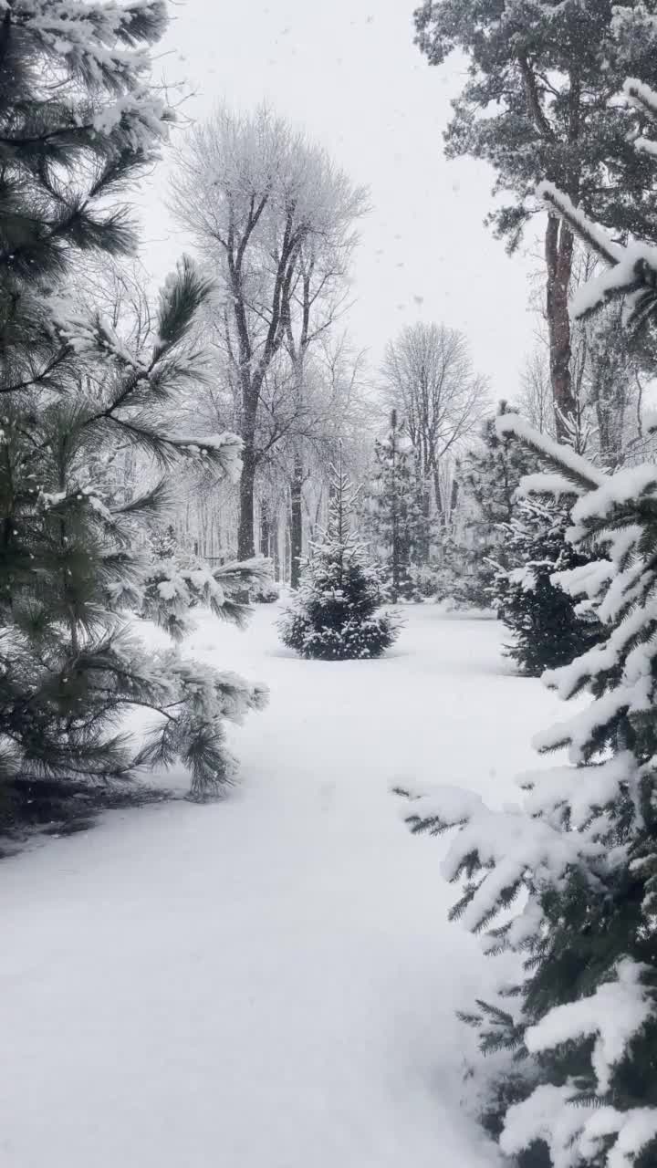 垂直冬季背景与森林，松树和雪视频素材