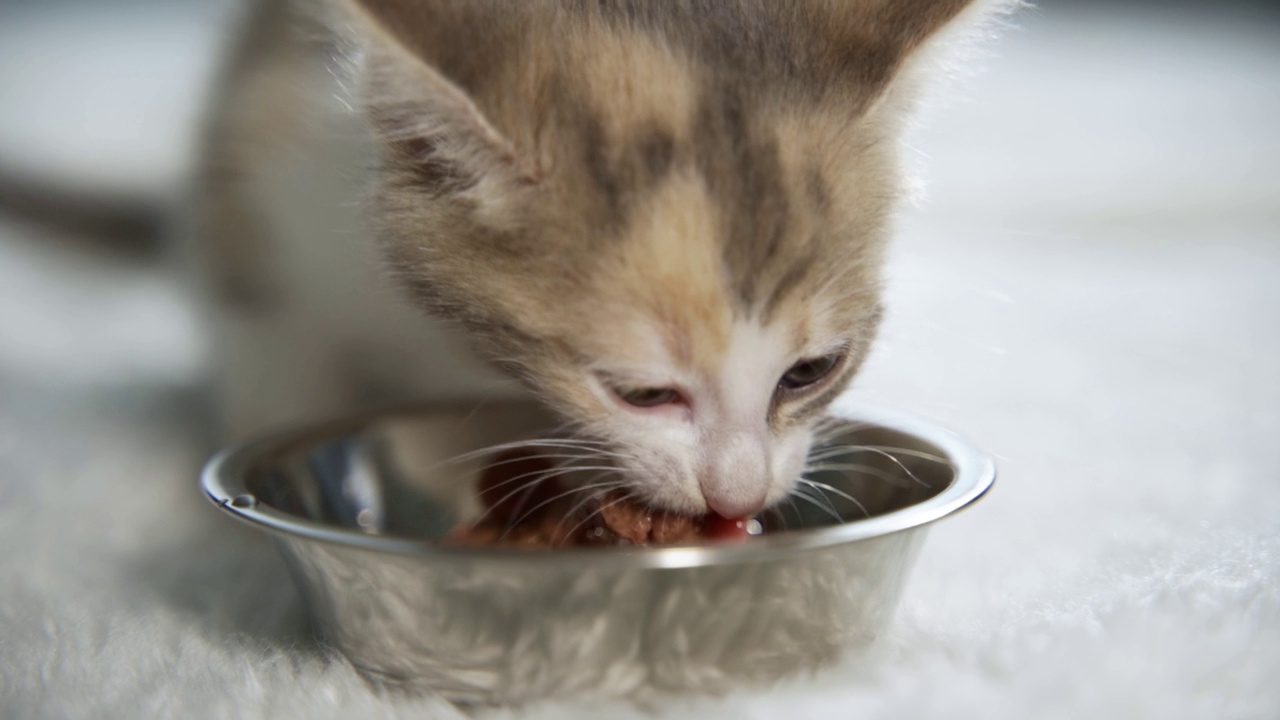 近条纹小猫吃新鲜罐头猫粮的小猫在家里。视频素材