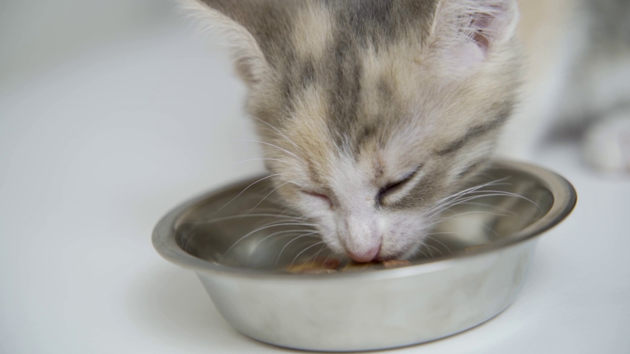 花斑猫在吃猫食视频素材