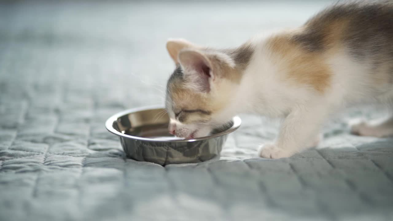 近条纹小猫吃新鲜罐头猫粮的小猫在家里。视频下载