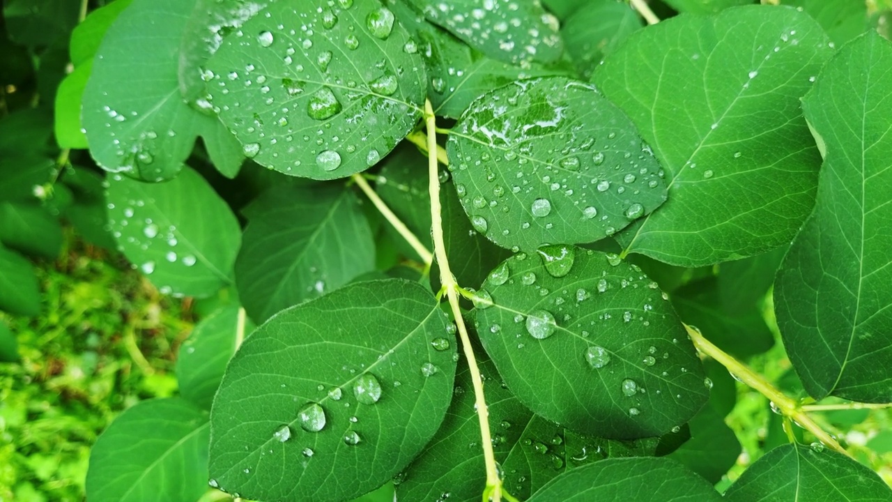 雨后落在树枝或灌木上的水珠视频素材