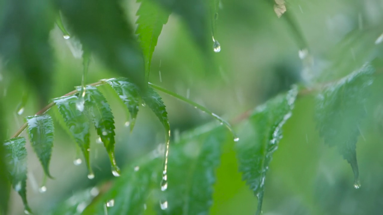 雨点从绿色的蕨类植物的叶子上滴下来。特写水滴绿叶前景。大雨落在绿色植物的叶子上。平静放松的冥想宁静的背景。视频素材